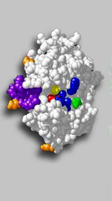 Výstupy a Výsledky 2007: PEPTIDÁZY 3D model - TrCB1 schistosomula - lokalizace TrCB1 7 Stěžejní výsledky: Byly klonovány geny - cysteinová peptidáza,