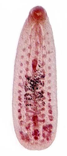 pseudospathaceum - motolice ptáků (viscerální) Schistosoma mansoni