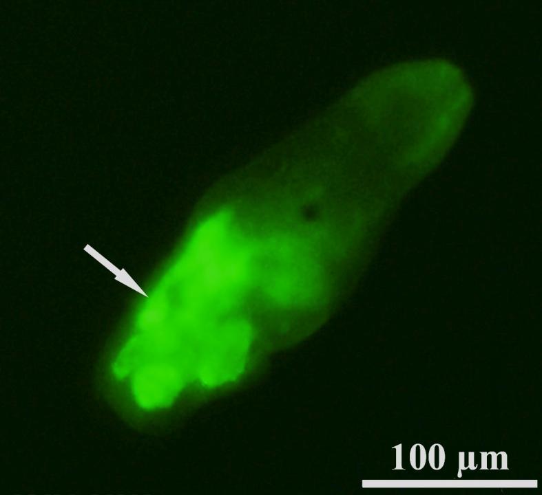 Obrázek 1. Inkubovaná schistosomula stará 4 dny s fluorescenčně svítícími acetabulárními žlázami značenými pomocí 20µM CFSE. Šipka acetabulární žlázy. 5.2 Migrace schistosomul nakaženými hostiteli 5.