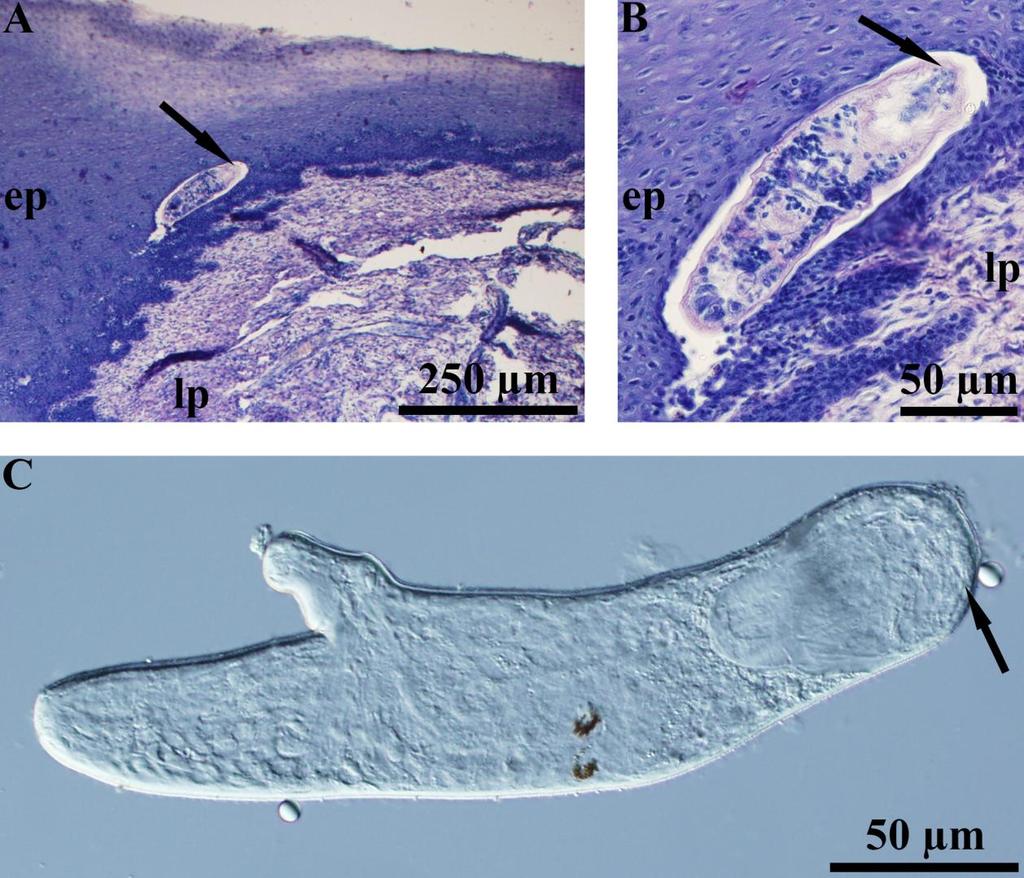 Obrázek 2. Schistosomula T. regenti migrující jazykem kachny nakažené alimentárně cerkáriemi, 12 hodin p.i. A, B: schistosomula na podélném řezu jazykem, H-E.