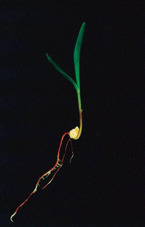 Fotomorfogeneze 3 4 Proces, při kterém světlo jako signál změní vývoj rostliny tak, aby mohla pro svůj další růst