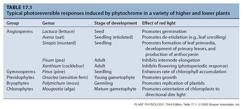 reakce: - inhibice prodlužování modrého světla a UV-A: kryptochromy a fototropiny (cryptochromes, phototropins) -