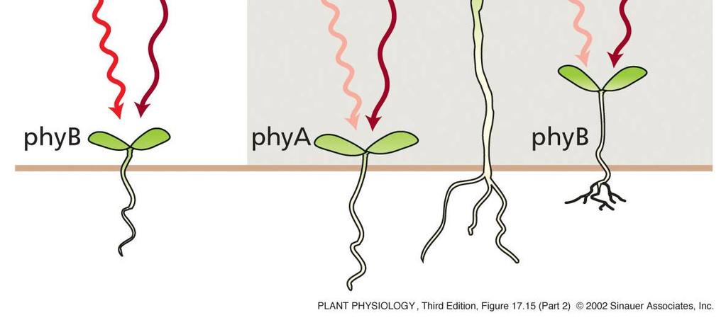 deficitem v PHYA Funkce phyc, D a E se překrývají s funkcemi phya a phyb. Hrají doplňkové role.