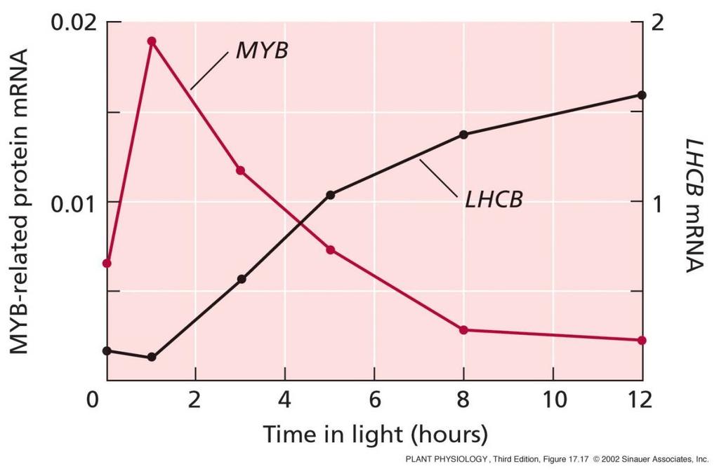 31 32 Fytochromem řízená regulace exprese genů MYB a LHCB Tma Fytochrom Transkripční faktor MYB LHCB CCA1 (Circadian Clock Associated1) (patří k MYB genům) reguluje