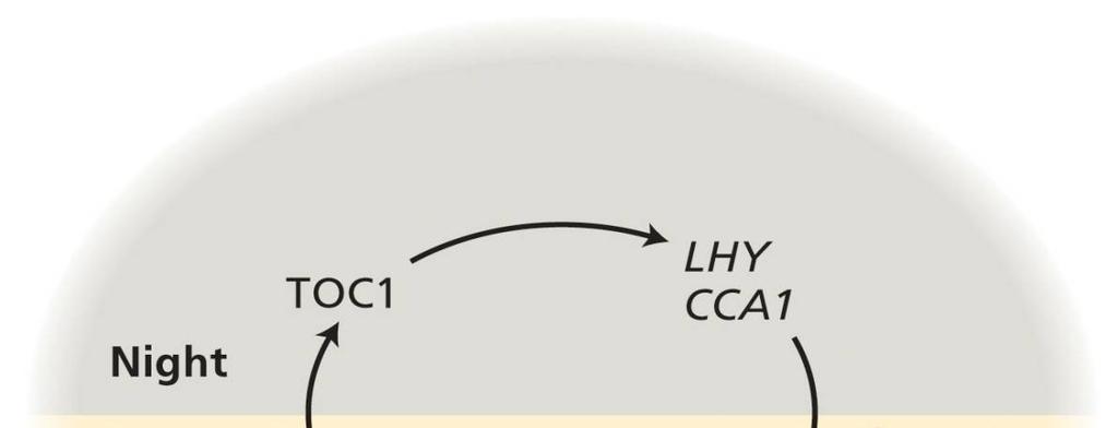 regulace exprese LHCB denním rytmem a fytochromem MYB geny primární reakce LHY (Late elongated HYpocotyl) (patří k MYB genům) transkript osciluje s denním rytmem