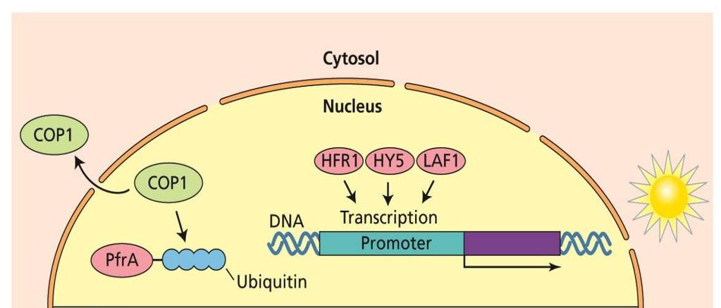 obertson McClung phya-gfp phyb-gfp Sledování exprese PHYB v buňkách a pletivech egulace genové exprese fytochromem B 35 egulace genové exprese fytochromem A 1) přímo