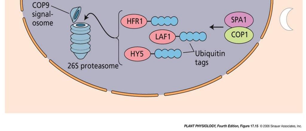 genové exprese přímo PfrB : Transport COP1 z jádra do cytoplazmy předáním ubiquitinu proteinu PfrA 2) egulace genové exprese prostřednictvím blokády PIF3 PIF3