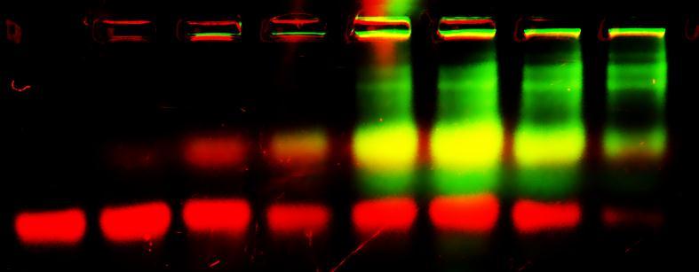 zkumavka číslo: 1 2 3 4 5 6 7 8 9 10 pouze DNA DNA : protein 1:2 1:4 1:6 1:8 1:12 1:16 1:20 1:24 DNA (1,5 pmol/μl) 1 1 1 1 1 1 1 1 1 - pouze protein protein (3 pmol/μl) - 1 2 3 4 6 8 10 12 1