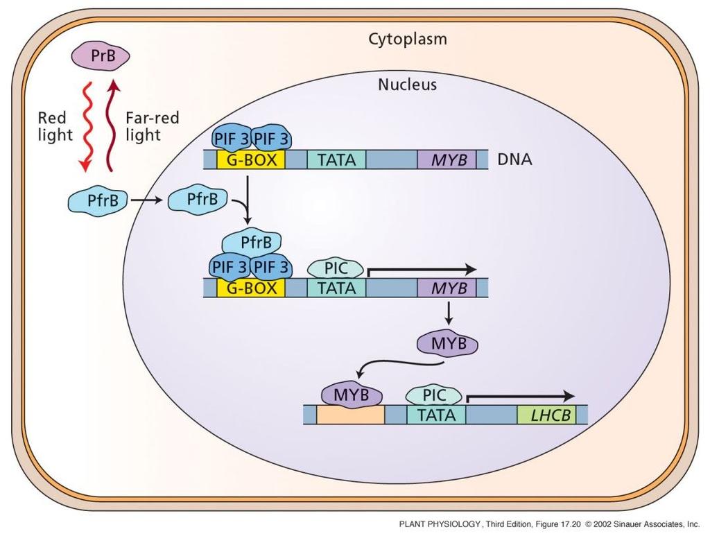 7 Regulace genové exprese fytochromem B PhyB je syntetizován v cytolazmě ve formě PrB PIC iniciuje transkripci MYB genů (CCA1, LHY) Jaderný protein PIF3 (Phytochrome Interacting Factor3): - přesná