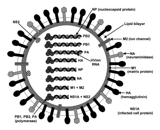 Laboratorní zkušenosti s diagnostikou pandemic H1N1 2009 a zhodnocení situace v ČR, stručná charakteristika viru s