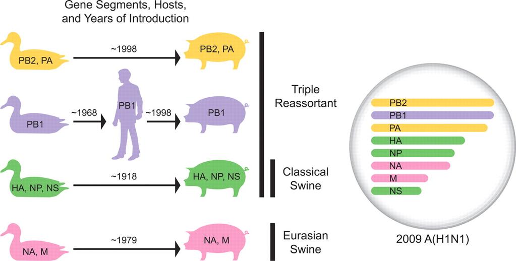 acidic; HA, hemagglutinin; NP, nucleoprotein; NA, neuraminidase; M, matrix