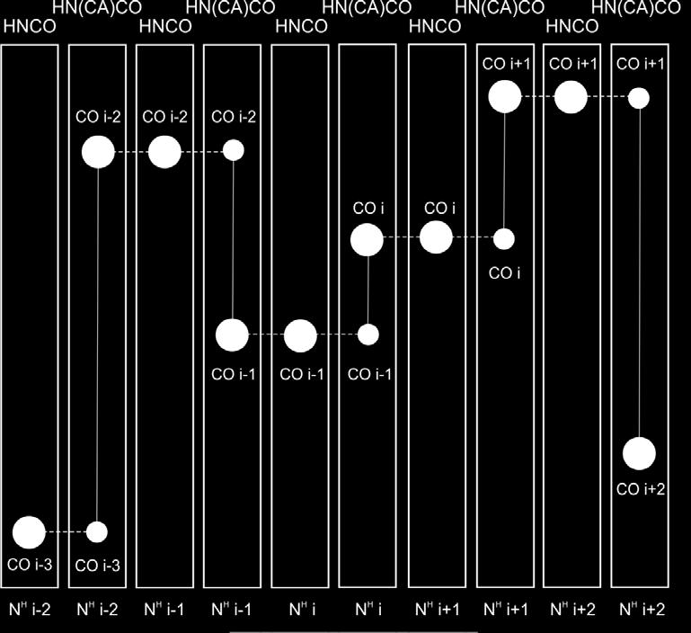 Obr. 11 Schéma peptidové páteře s vyznačením atomů, jejichž signál je patrný v HN(CA)CO spektru. V tomto experimentu koreluje H in i skupina s karbonylovými uhlíky C i-1 i C i.