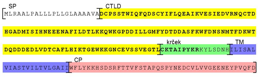 (5) VÝSLEDKY (A) PRODUKCE 13 C, 15 N ZNAČENÉ EXTRACELULÁRNÍ DOMÉNY DCL-1 Proteinový konstrukt, použitý v této práci, byl vytvořen na základě extracelulární domény proteinu DCL-1 (Obr. 24). Obr.