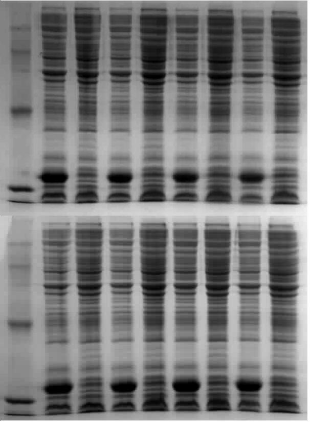 M 1+ 1-2+ 2-3+ 3-4+ 4-66 kda 45 kda 29 kda 14 kda 66 kda 45 kda 29 kda 14 kda M 5+ 5-6+ 6-7+ 7-8+ 8- Obr. 25 Fotografie gelu SDS-PAGE pokusné produkce proteinu proteinové složení bakteriálního lyzátu.