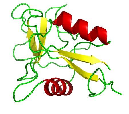 Obr. 37 Homologní model proteinového konstruktu DCL-1 založený na doméně 1TDQ-B. Obr.