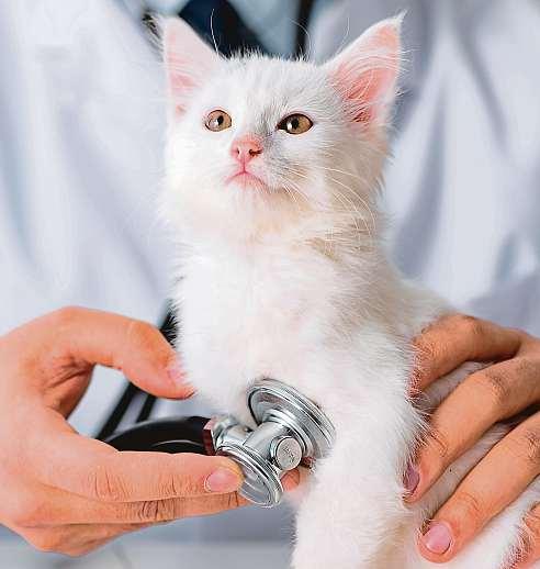 VERONIKA STREJCOVÁ ČR Až čtyřicet procent majitelů navštěvuje sesvou kočkou veterináře teprve vpřípadě nouze.
