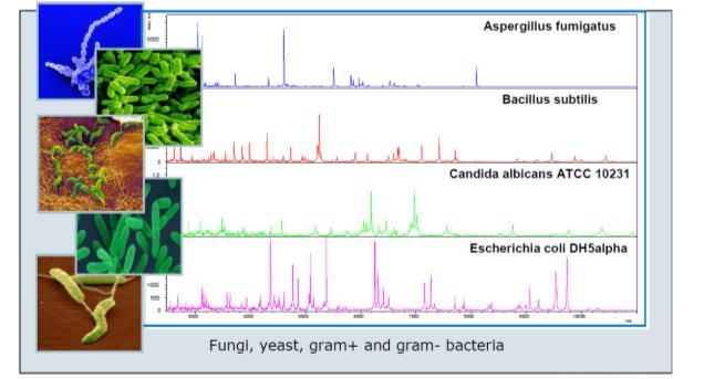 identifikace/klasifikace bakterií, mnohobuněčných hub i kvasinek identifikace na základě porovnání spektrálních profilů lyzátů celých bakterií (ribosomální proteiny) MALDI MS