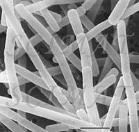 1 Rod Lactobacillus Rod Lactobacillus zahrnuje mikroaerofilní nebo fakultativně anaerobní bakterie, které jsou nepohyblivé, tyčinkovitého tvaru. Řadíme je mezi BMK (Görner, 2004).