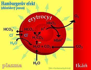 Transport CO 2 - Konečný produkt metabolismu, dobře rozpustný ve vodě, ale pro transport většina chemicky vázaná 1) V podobě hydrogenuhličitanových iontů (až 65%) CO 2 + H 2 O HCO 3- + H + Spontálně