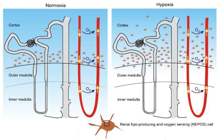 Ledviny REPOS, buňky produkující erytropoietin (EPO) =>