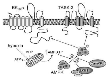 monofosfát) kinázy, energetický stav buňky (citlivost na poměr AMP:ATP) AMPK