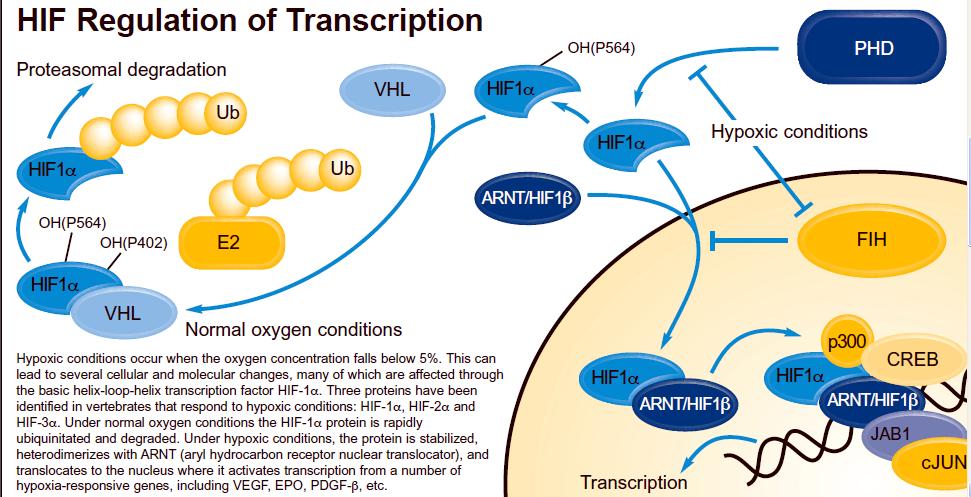 HIF hypoxia inducible factor - je součástí obecné odpovědi na hypoxii - je konstitutivně exprimovaný - přítomnost kyslíku indukuje ejho degradaci - nedostatek kyslíku