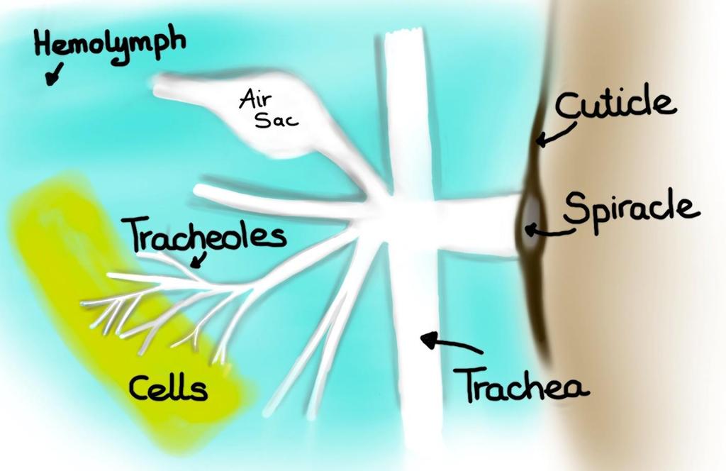 Tracheální systém hmyzu - Regulace otvíráním stigmat (Spiraklí) - V tracheolech regulace bobtnací silou svalových