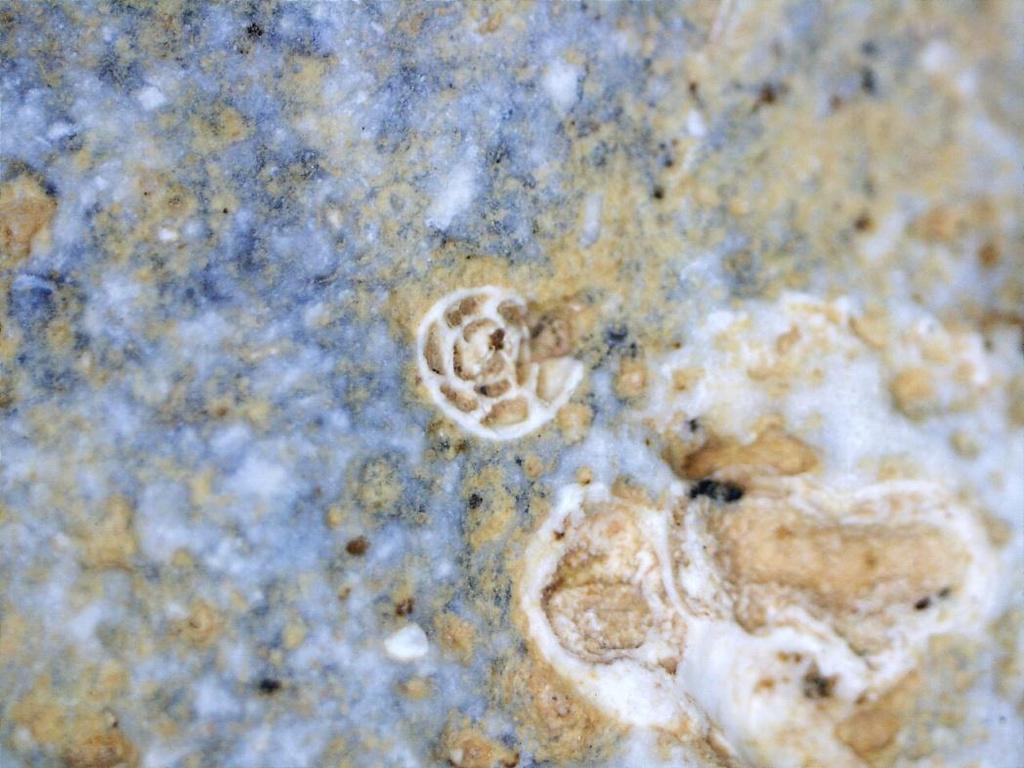 Foraminifera - pěkně vypreparovaný průřez dírkovcem