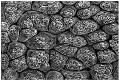 3.2.2 Mamilární vrstva Mamilární vrstva prorůstá do vnější skořápkové membrány do hloubky asi 20 µm. Její tloušťka je asi 70 µm.