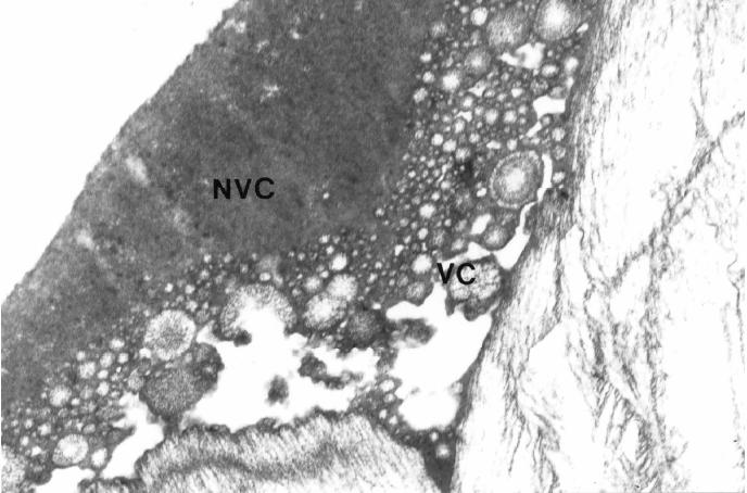 póry, čímž částečně brání vypařování vody z vejce a chrání před průnikem mikroorganismů a nečistot z vnějšího prostředí do vejce (Simeonovová et al., 2001).