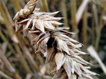 trav Rez plevová Puccinia striiformis Žlutá rzivost pšenice Padlí travní