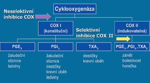 II je exprimována zejména za některých patologických stavů, např. v místě zánětu).
