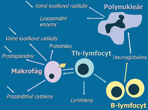 2.1 Diklofenak sodný (Diclofenacum natricum) 2.1.1 Farmakologická charakteristika Diklofenak je nesteroidní antirevmatikum (NSAID) [1].