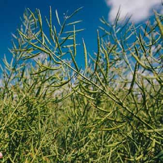 ŘEPKA OZIMÁ LIMAGRAIN ČESKÁ REPUBLIKA ALICANTE LG Architect raná hybridní odrůda s rekordními výnosy a vynikající plasticitou, pro všechny půdně klimatické podmínky zaregistrována po dvou letech