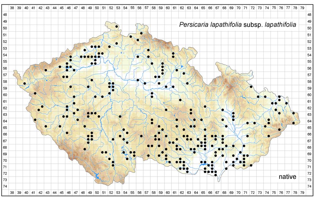 Distribution of Persicaria lapathifolia subsp.