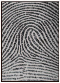 4.2 Detekce markantů K rozpoznání otisku prstu automatické systémy nejčastěji používají metody založené na srovnávání markantů, proto je důležité detekovat markanty co nepřesněji. 4.2.1 Detekce v binárním obraze Nejpoužívanější metodou k detekci markantu je převést šedotónový snímek otisku prstu na obraz binární (obr.