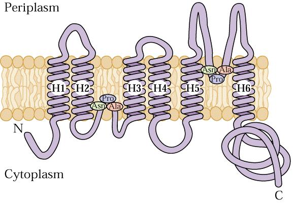 Tonoplast Intrinsic Proteins různé TIPs v různých typech