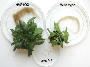 AVP1 - vak.