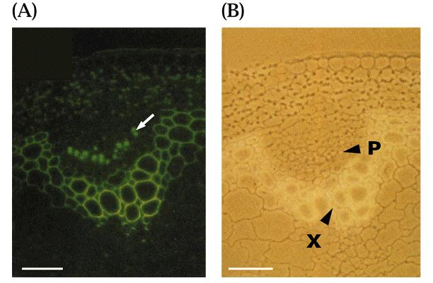 Arabidopsis SUC2 v