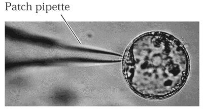Micrograph of a patch pipette attached to the surface of a barley