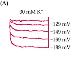 inward rectifying K+ kanál