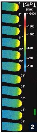 100 nm Ca 450 nm Ca