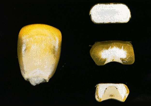 Moučný endosperm