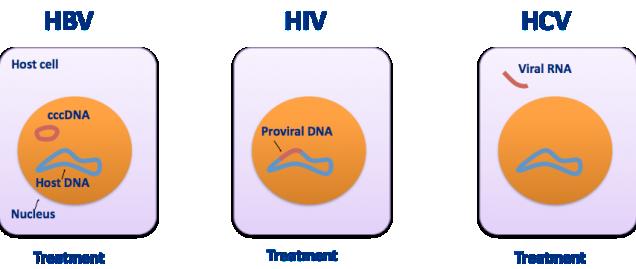 Na rozdíl od HIV a HBV je HCV vyléčitelná Celoživotní suprese Celoživotní suprese Vymizení HCV Vyléčení SVR = je spojena s poklesem morbidity a mortality Toto je první chronické virové onemocnění,