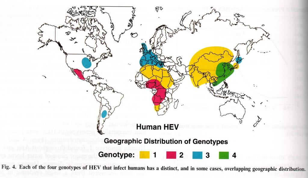 Genotypy HEV Purcell RH,