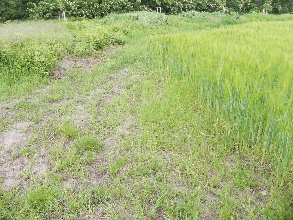 , R. Stejskal lgt., det. et coll.; Vevčice env., Vevčické kopce (7062), 4.V.2014, 1 ex., F. Trnka lgt. et coll., R. Stejskal det.; Vranov nad Dyjí env., NP Podyjí, Obr. 1. Gymnetron rotundicolle dospělec z lokality Dyjákovice (Česká republika).
