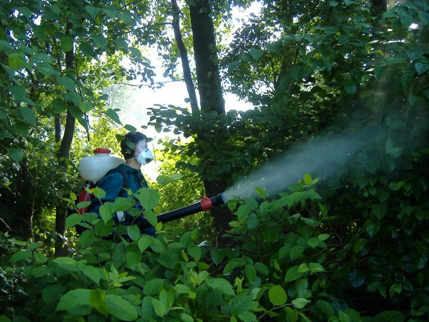 3.5 Projekt likvidace křídlatky Projekt likvidace křídlatky s názvem LIFE-Moravka měl několik cílů. Hlavním cílem bylo potlačení invazní křídlatky (Reynoutria spp.