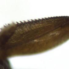 (Nitidulidae) na