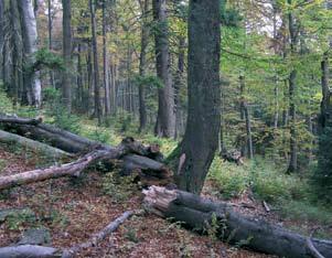 Obr. 8: Smíšený porost ve smrkobukovém LVS (foto: M. Mikeska). bělokorá a smrk ztepilý (obr. 8). V bylinném patře se již ojediněle nachází druhy smrčin.
