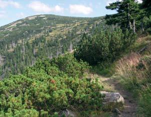 významná účast druhů smrčin Homogyne alpina, Streptopus amplexifolius, Trientalis europaea. V ČR zaujímá 6 317,64 ha a v PL 428,78 ha.